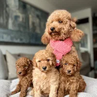 توله سگ توی پودل هلوی ۶۵ روز