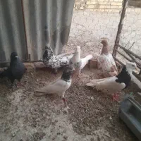 کبوتر رامشیر