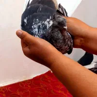 ۵عدد دمسفید