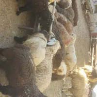 بره نر