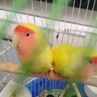 طوطی برزیلی اوپال سر هلویی