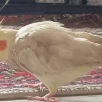 گمشده