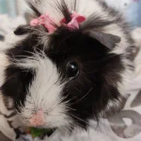 خوکچه هندی موبلند فشن ( هشت ماهه نر)