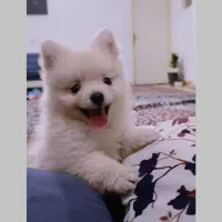 سگ پامر خرسی اصل