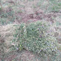 یونجه دستی اماده
