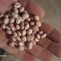 لوبیا چیتی کوشا