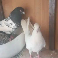 کفتر معاوضه با قناری