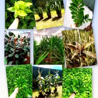 فروش عمده انواع گیاه آپارتمانی ، زینتی و فضای سبز