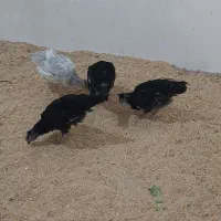 مرغ و خروس نیمچه گلین