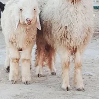 بازدید حمیدیه