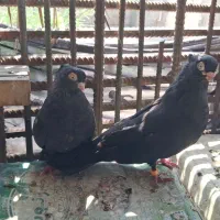 زاغ عروسک