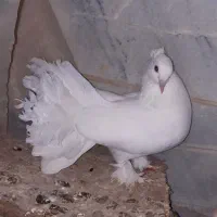 کبوتر سبز