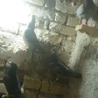 کفتر