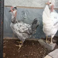 مرغ گلین نیمچه