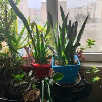گل خونگی|گل و گیاه طبیعی|پردیس, فاز ۱|دیوار