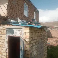 دوجفت کبوترعالی‌ فروشی