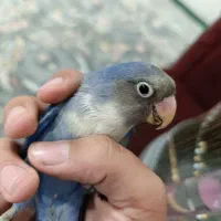کوتوله برزیلی