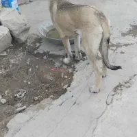 توله 5ماهه نیم