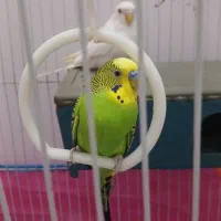 مرغ عشق