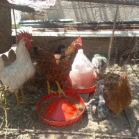 7 عدد جوجه مرغ و خروس
