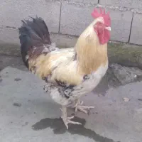 فروش مرغ و خروس