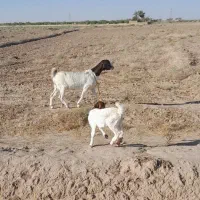 قوچ|حیوانات مزرعه|مه ولات, |دیوار