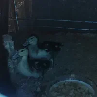جوجه اردک اسرائیلی
