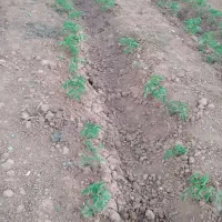اویشن کوهی