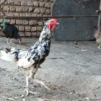 خروس
