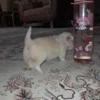 واگذاری پودل مالتیپو فنجونی با شناسنامه