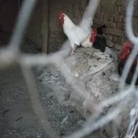 فروش خروس و غاز و اردک و کفتر