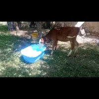 گاو و گوساله