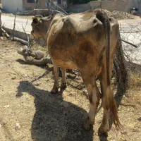گاو گوساله