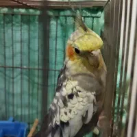 فروش عروس هلندی