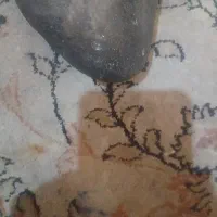 سنگ درمان یا پادزهر