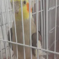 عروس هلندی