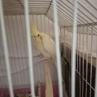 عروس هلندی ماده