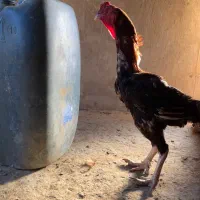 مرغ خروس لاری