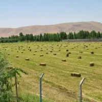 یونجه خالص
