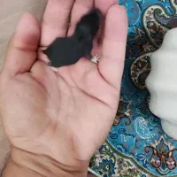 همسر