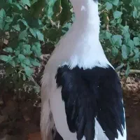 اردک جوان