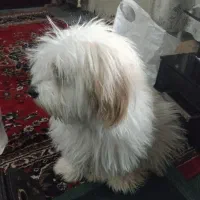 نقدی|سگ|اصفهان, ارغوانیه|دیوار
