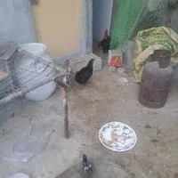 فروش مرغ و خروس ویک جوجه