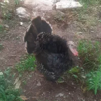 بوقلمون نر و ماده