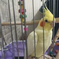 عروس هلندی