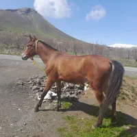 اسب یورغه