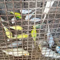 چند جفت مرغ عشق انکلیسی گریدB رودان