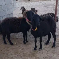 میش هترو
