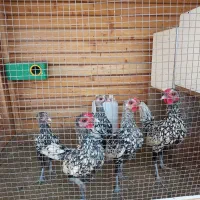 مرغ خروس سیبرایت اصل