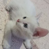 گربه